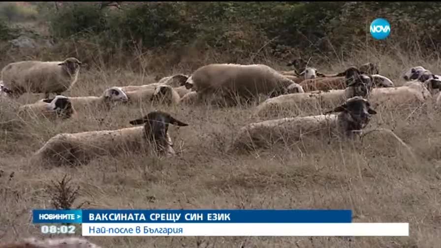 Представят ваксината срещу син език