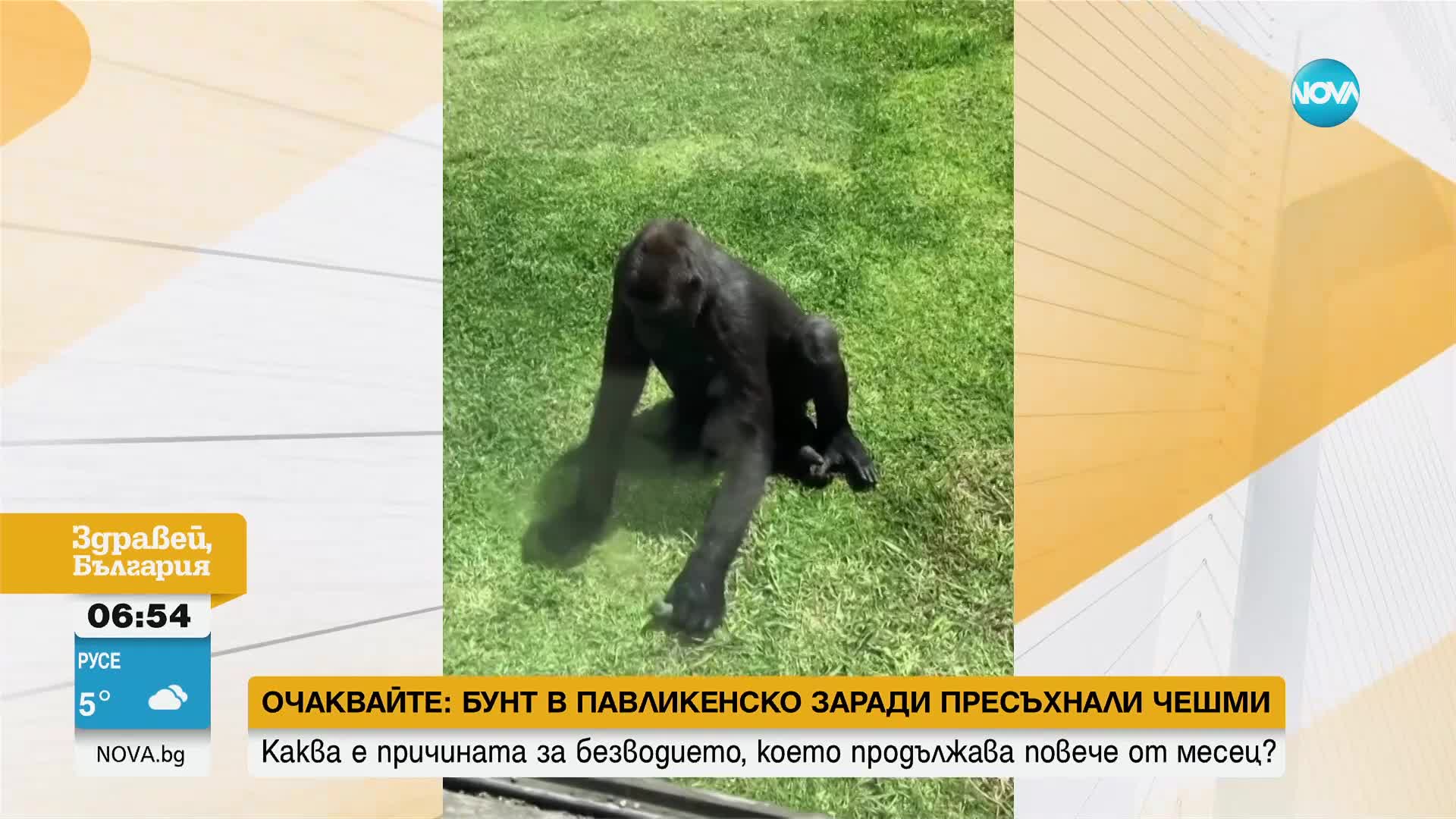 Горила прояви нежност към птица в зоопарк в Австралия