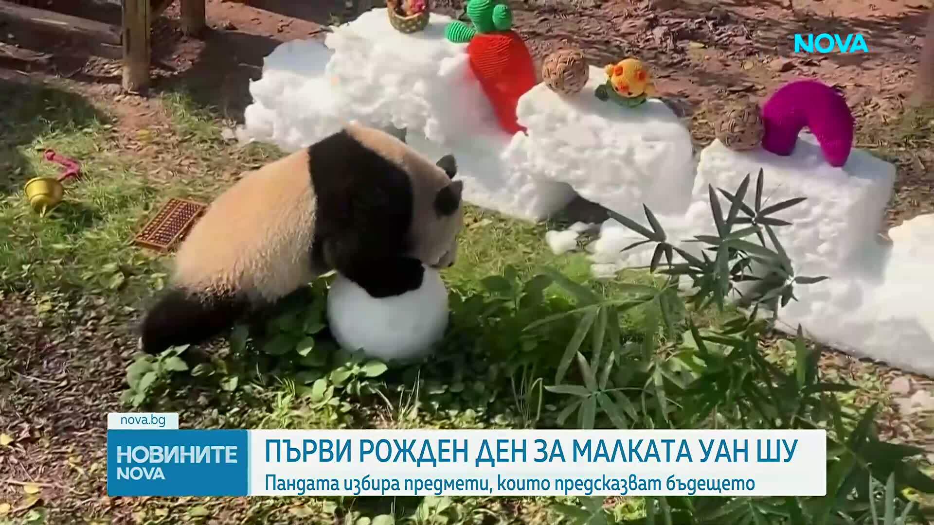 Бебе панда отпразнува първия си рожден ден в Китай