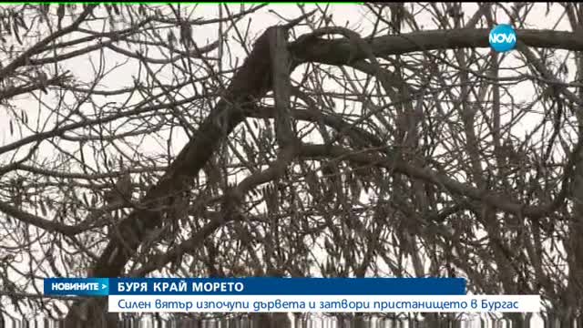 БУРЯ КРАЙ МОРЕТО: Силен вятър изпочупи дървета в Бургас