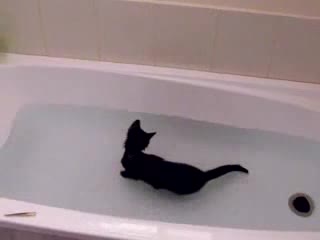 Луда Котка Обича Водата