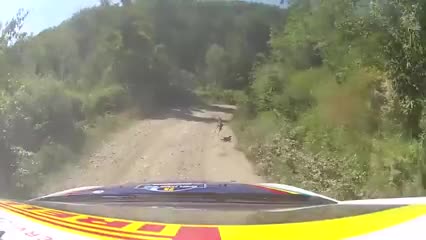 • Малка сърна излиза на пътя по време на рали •