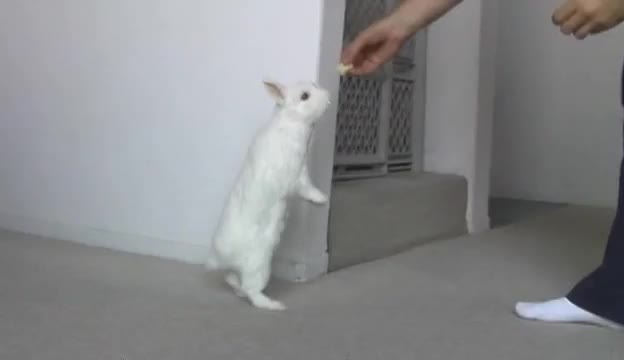 Заек ходи като човек ! Голям Смях !!!