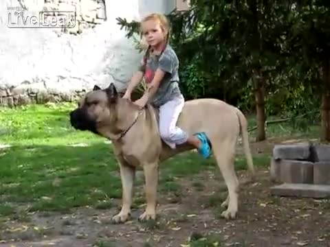 Mалко момиче си играе голямо куче