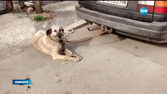 Арест за мъж, опитал да спаси куче, влачено с автомобил