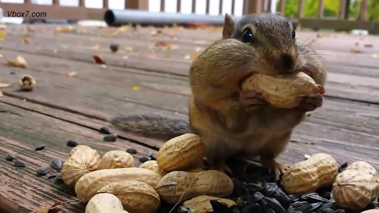 Така се ядат фъстъци