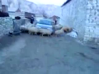 Овце се въртят около кола - Смях