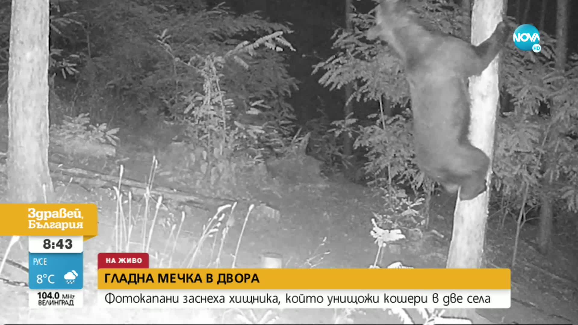 Гладна мечка унищожава кошери в Хаджидимовско