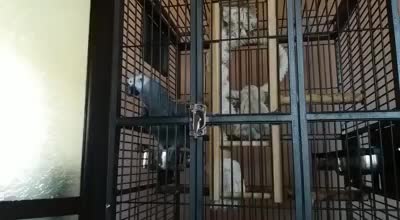 Папагалът Джако