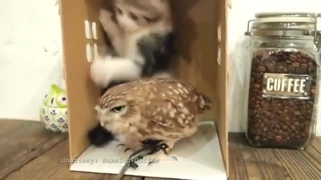 Коте и сова - най-добри приятели!