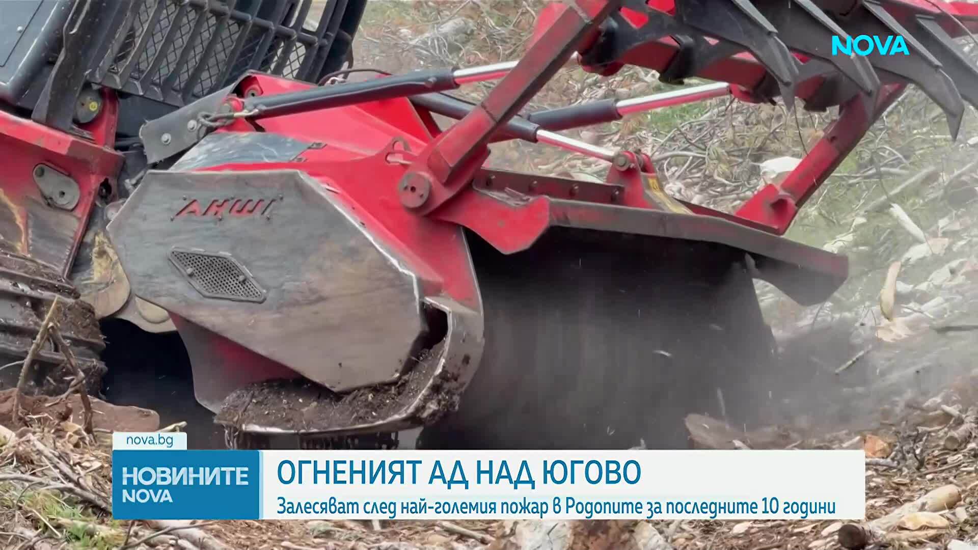Започна залесяването на обгорените площи в Родопите