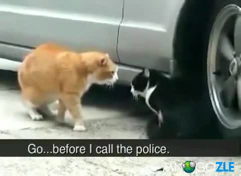 На този паднах от стола!(котки хванати в изневяра)