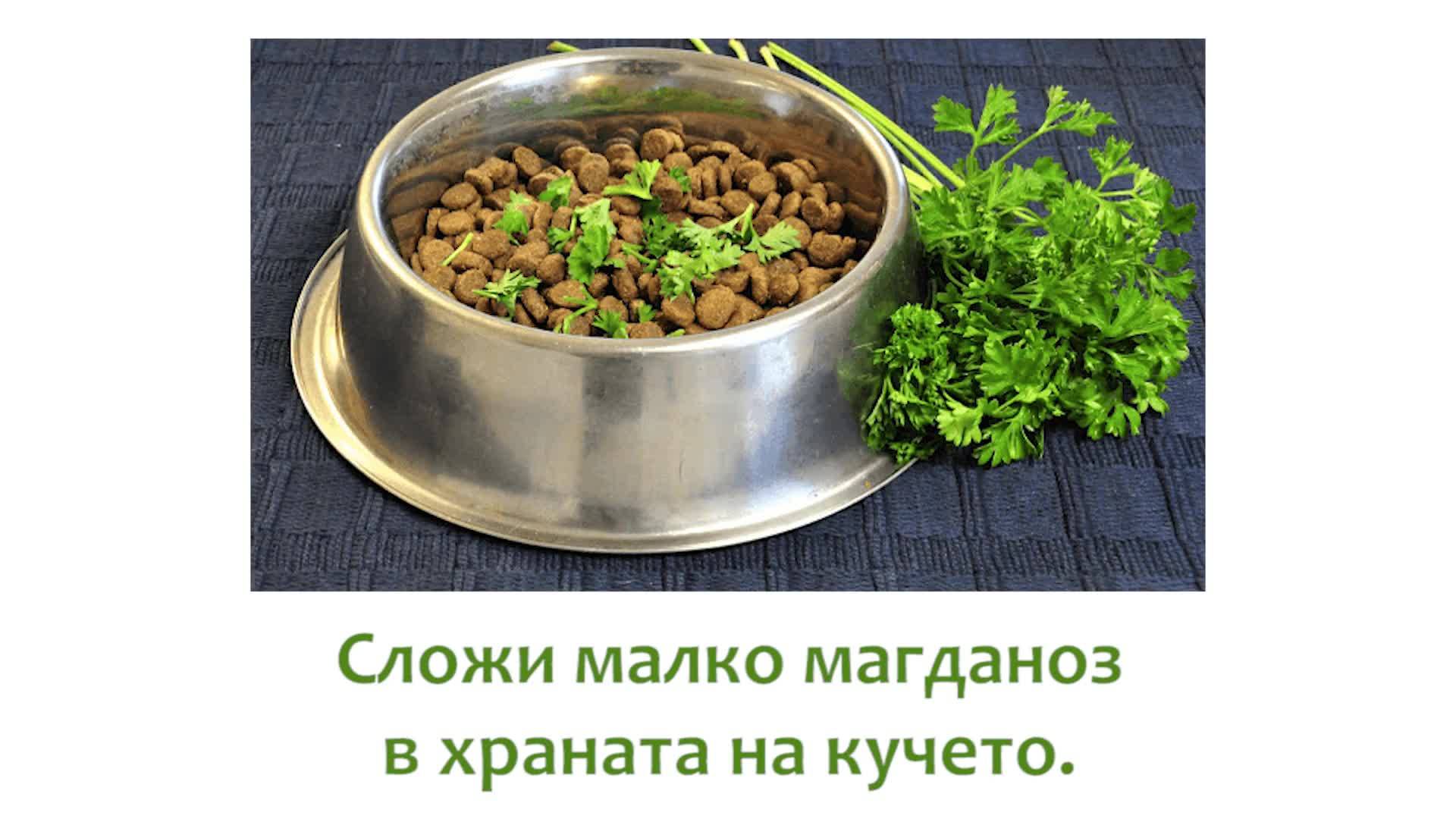 Няколко хитринки за домашните животни