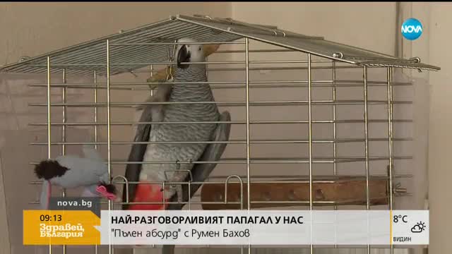 „Пълен абсурд”: Най-разговорливият папагал у нас