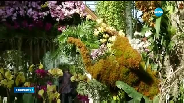 2000 орхидеи изпълниха Ботаническата градина в Ню Йорк