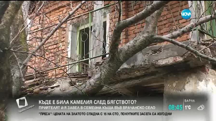 Роднините на любимия на Камелия ще я искат за снаха