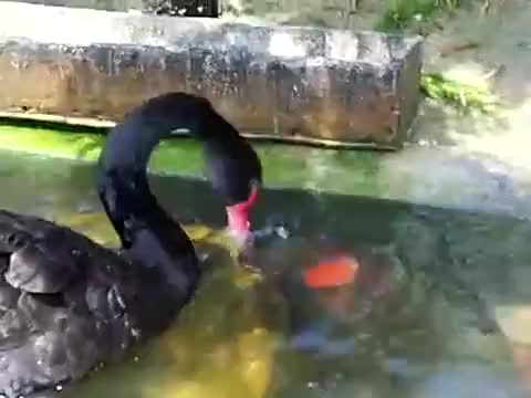Лебеди дават храна на риби..