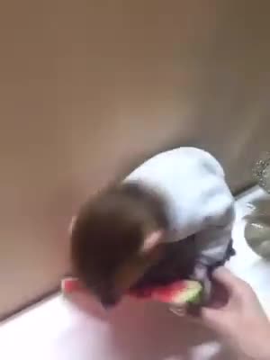 Сладка маймунка си похапва диня