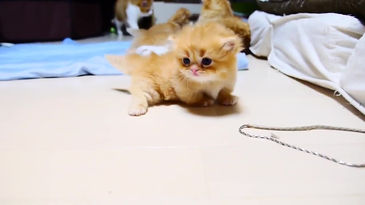 Малко коте .. сладурче ..