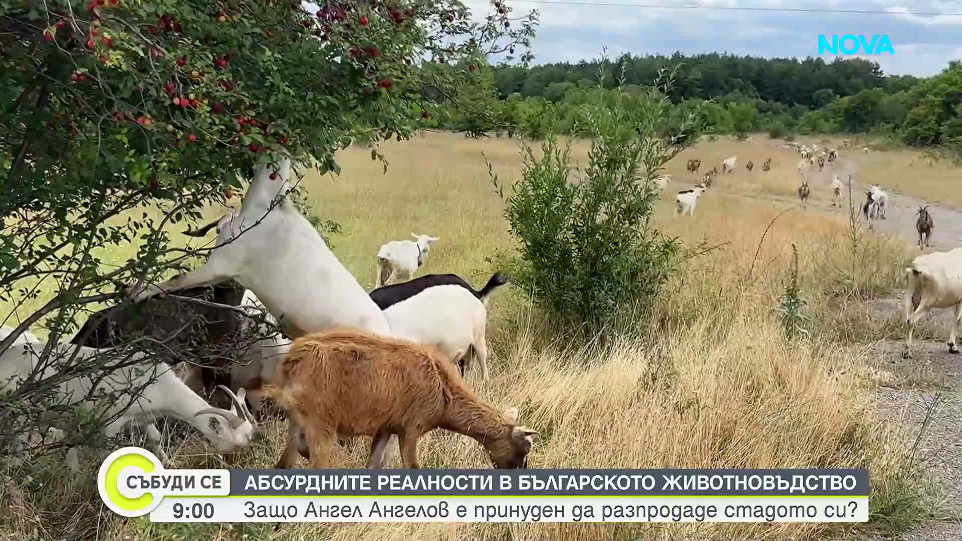 Абсурдните реалности в българското животновъдство