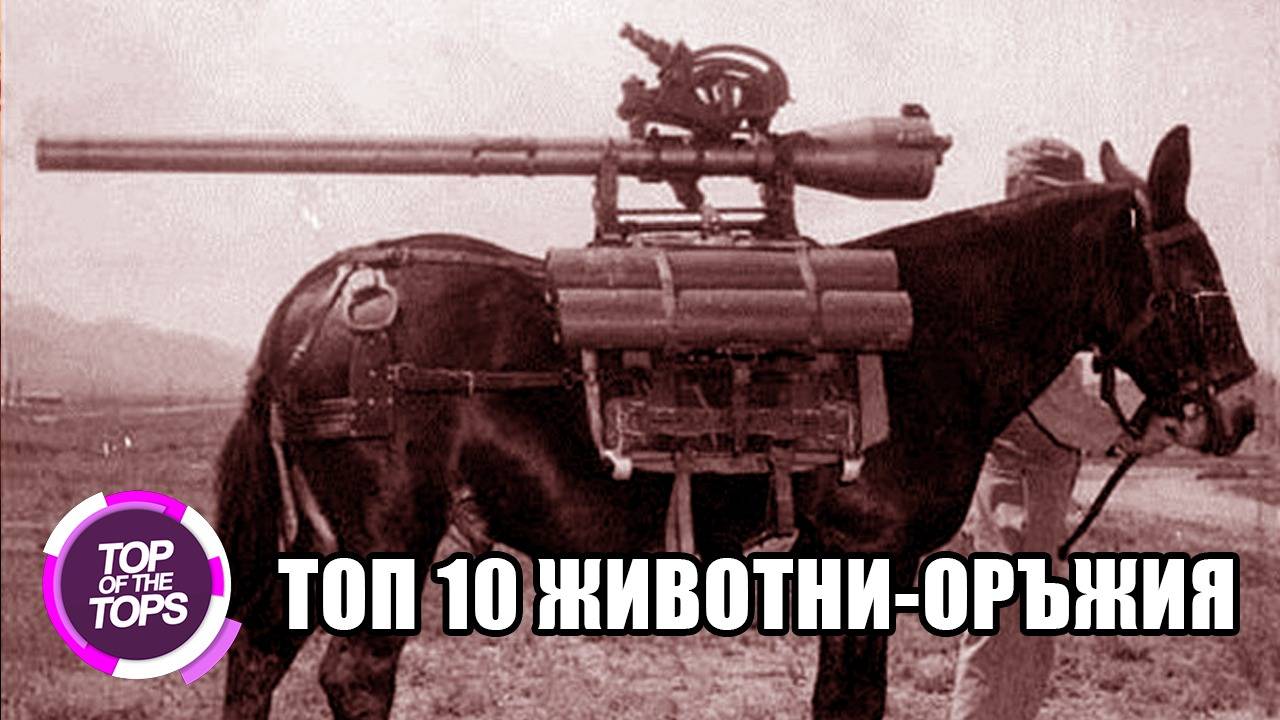 Топ 10 животни използвани по време на война