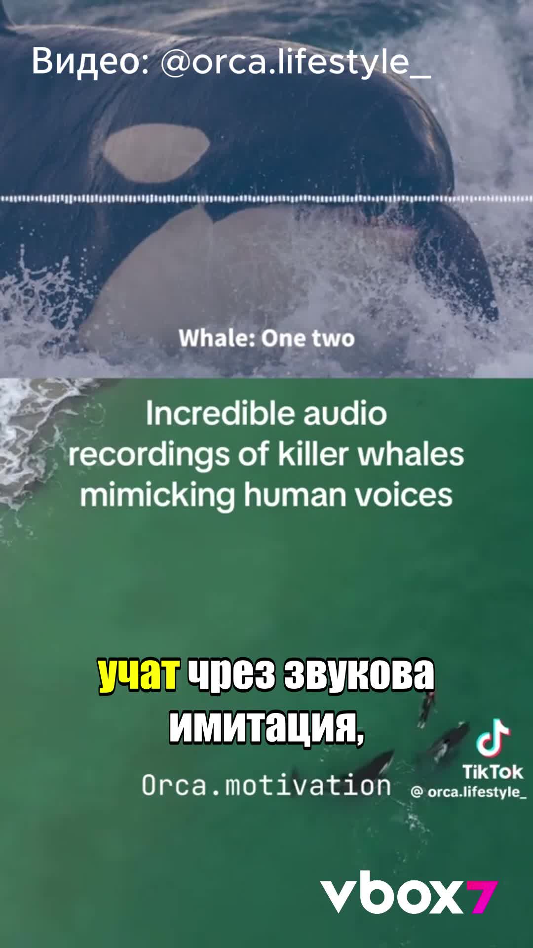 Орки проговориха човешки език?