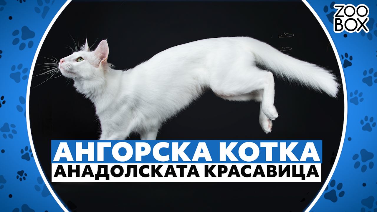 Ангорска котка - анадолската красавица