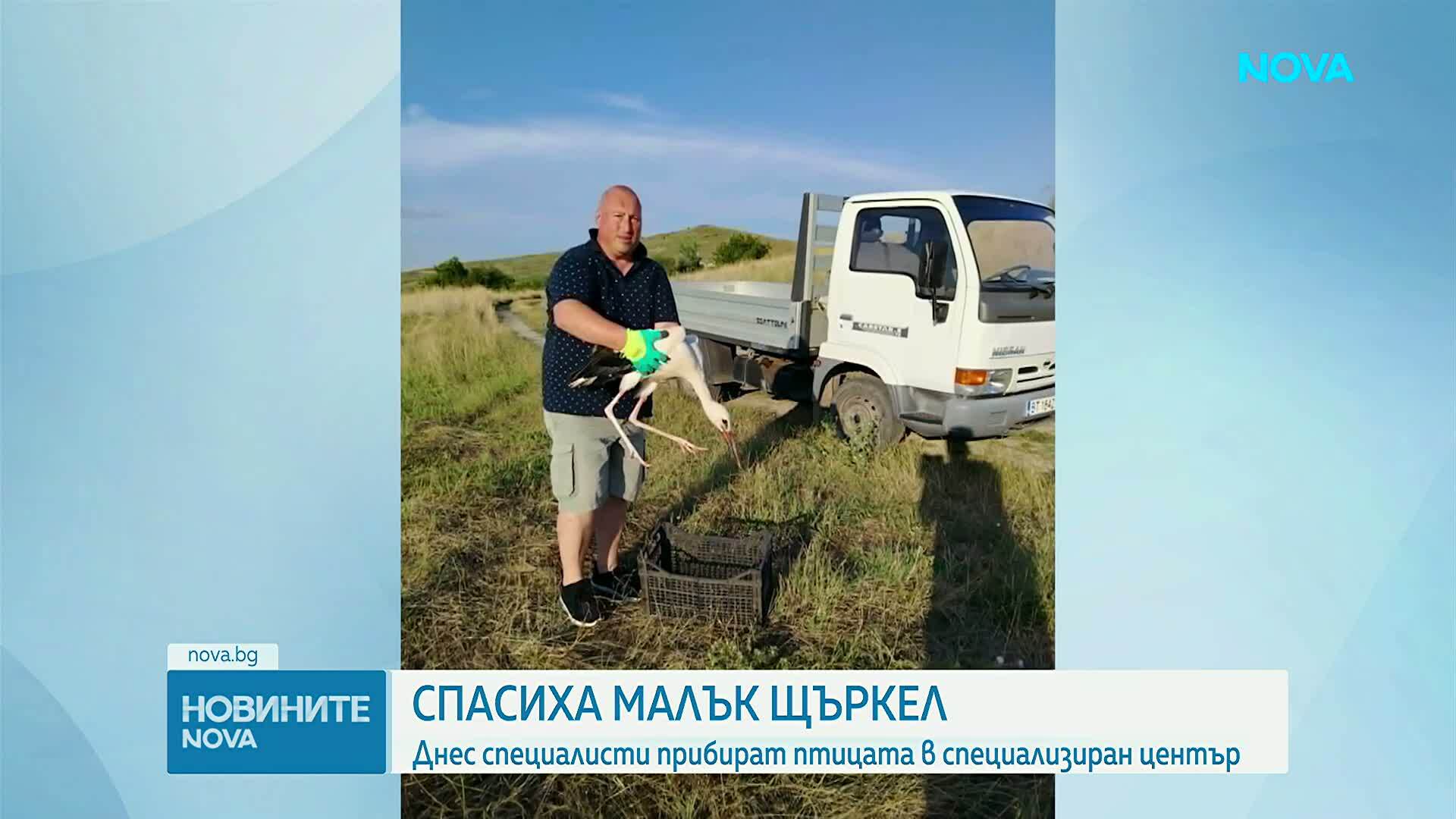 Кмет спаси малко щъркелче край великотърновско село