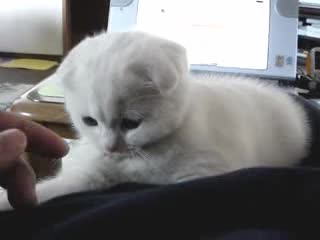 Малко Сладко Котенце - Scottish Fold