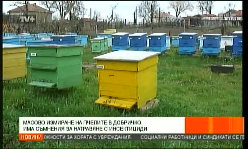 Отровени Пчели Село Свобода Добричко