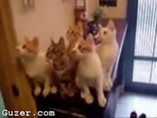 Котки Гледат Тенис