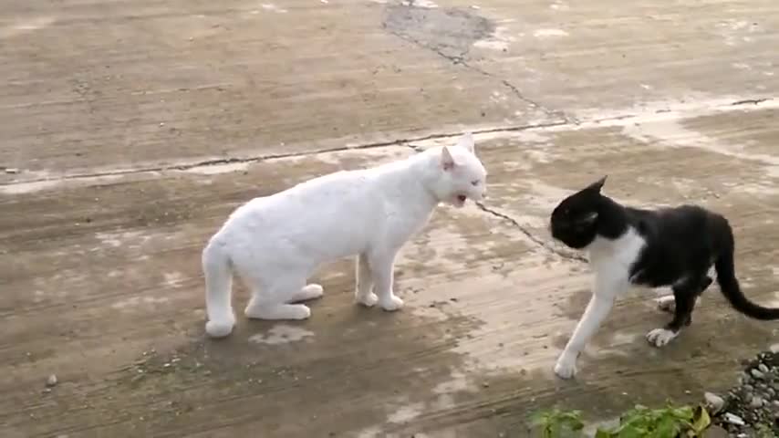 Каращи Се Котки!