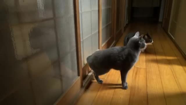 Смях - котка чука на вратата за да и отворят