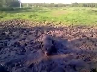 Питбул си играе в калта!