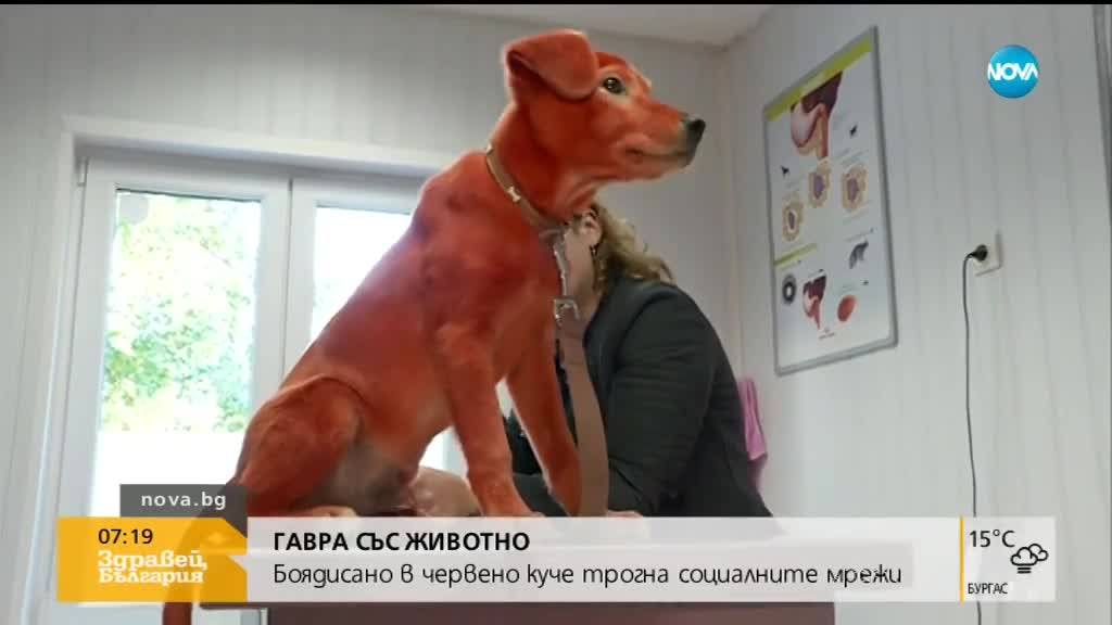 ГАВРА: Боядисаха куче с червена боя за коса
