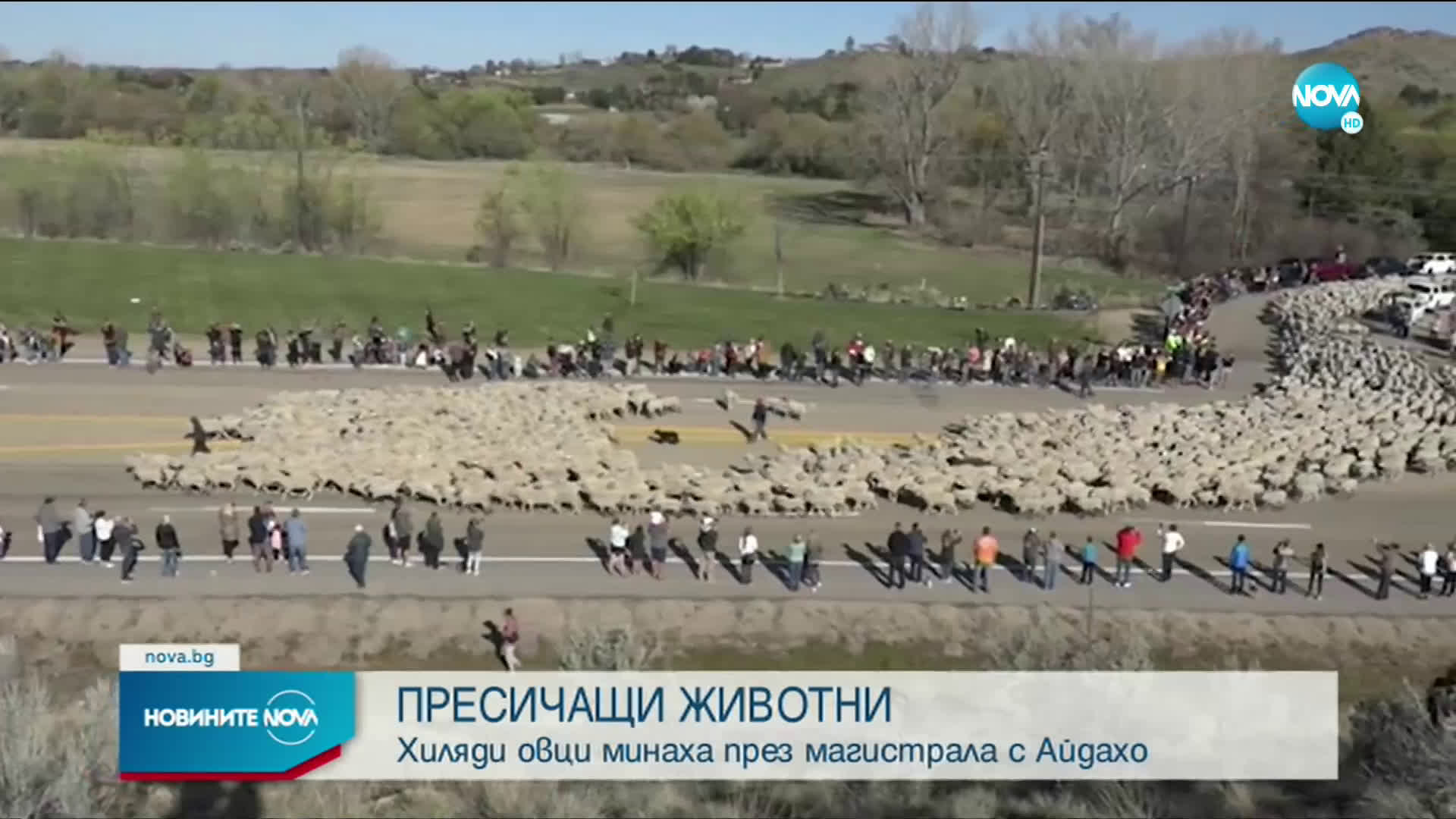 Хиляди овцe минаха през магистрала в Айдахо