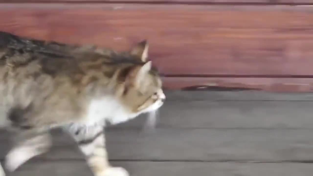 Котката с конска походка...