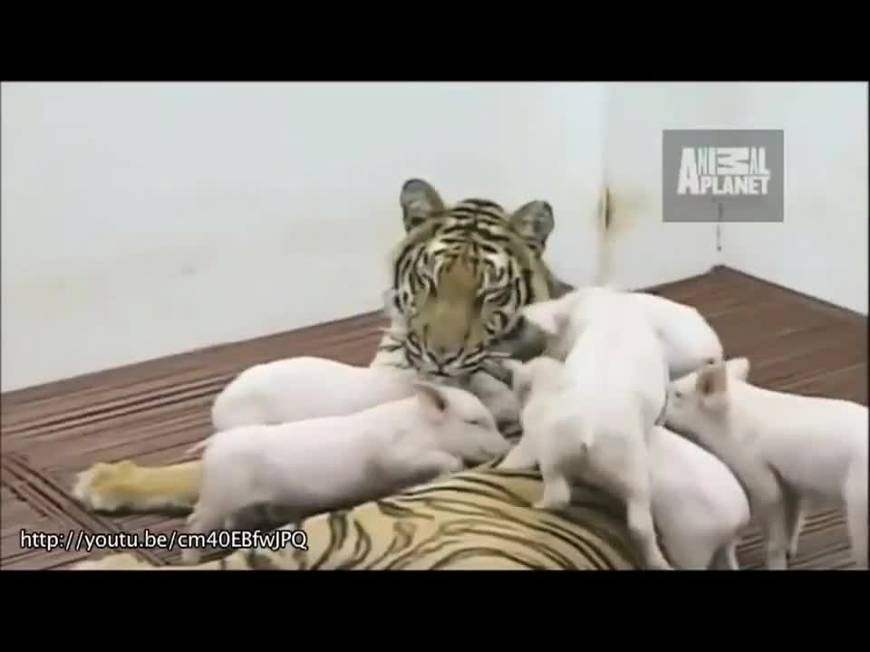 Необичайни но нежни приятели - любовта в нас