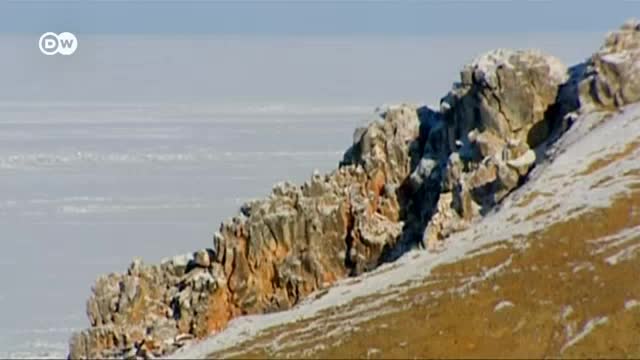 фото тигры амурские онлайн фото тигры амурские