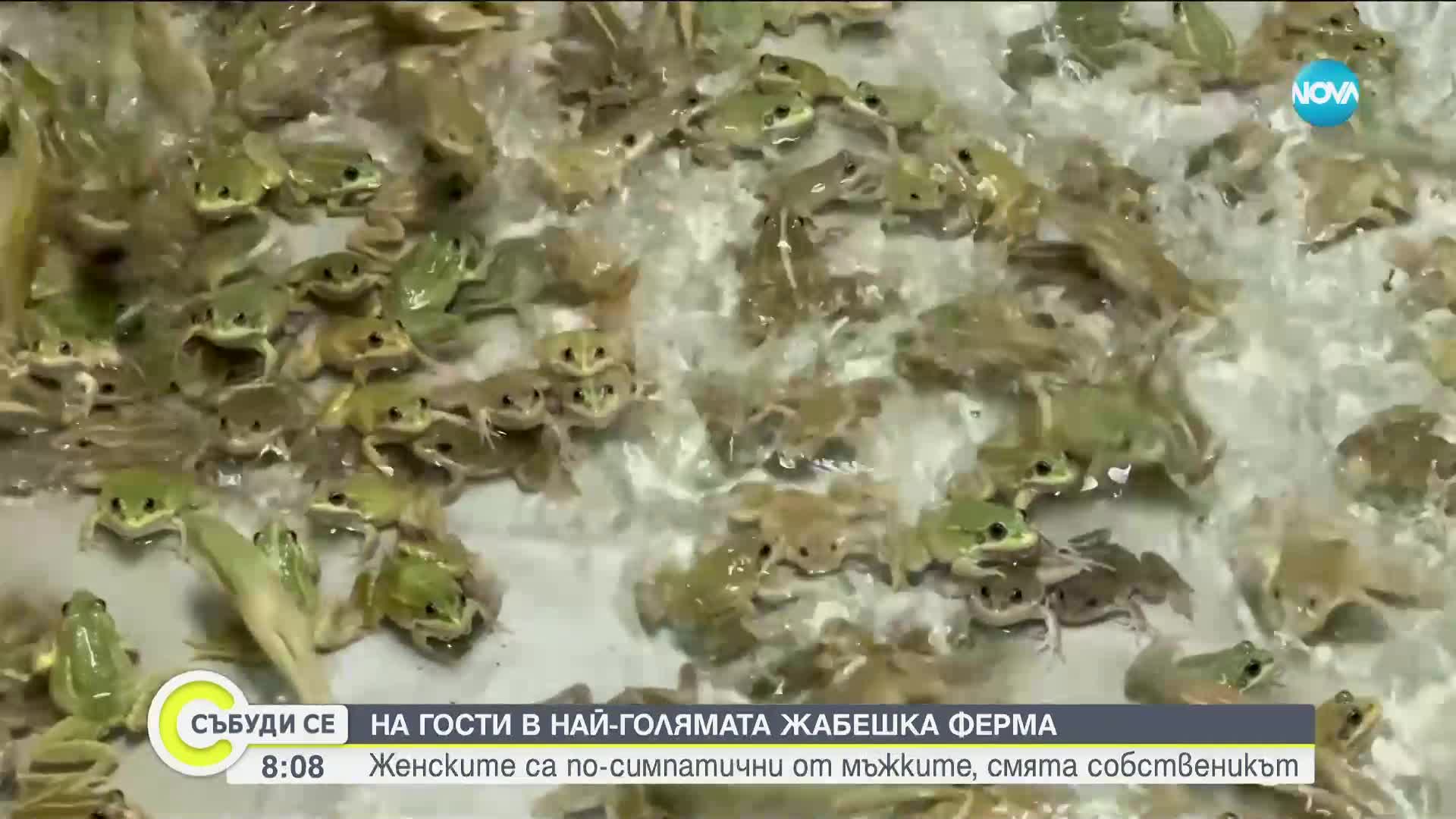 КРИЗА ЗА ЖЕБЕШКИ БУТЧЕТА: Недостиг заради свръхконсумацията им в Европа