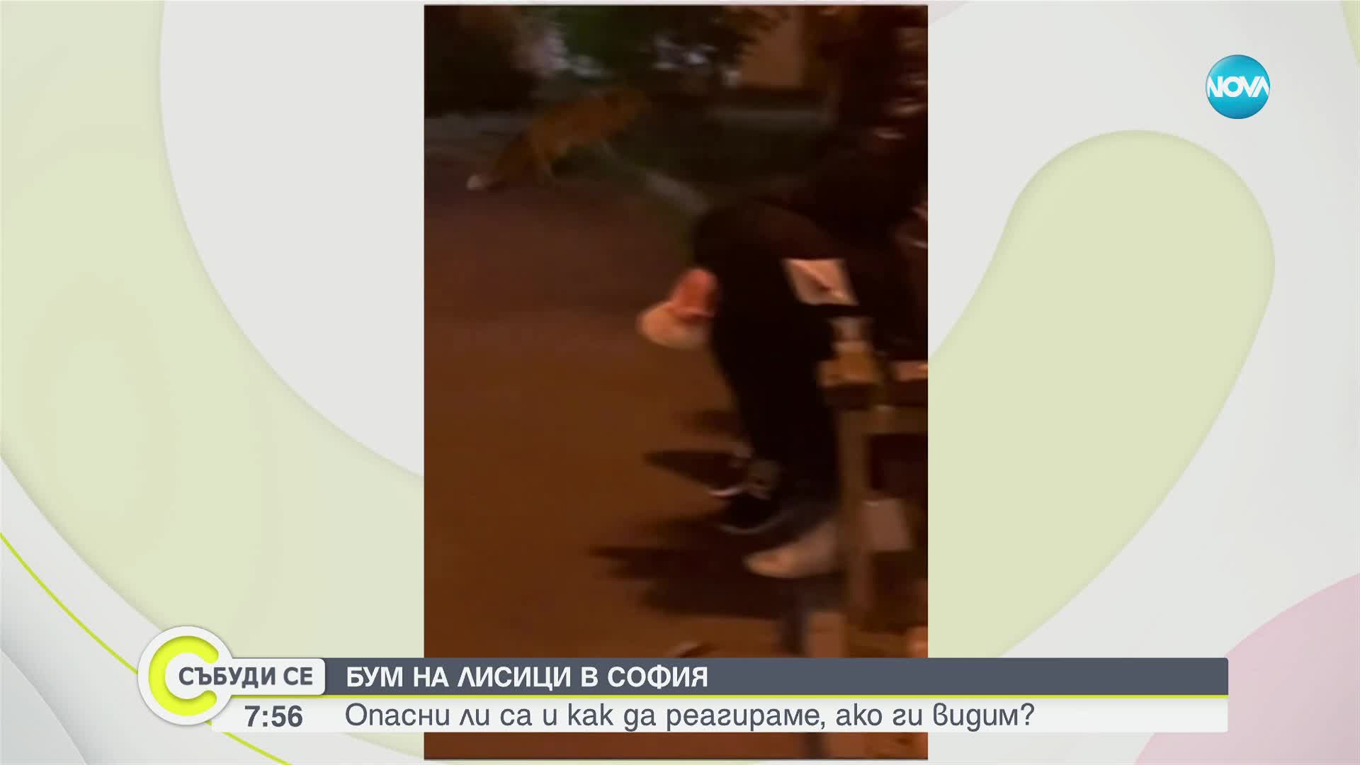Бум на лисици в София: Опасни ли са и как да реагираме, ако ги видим