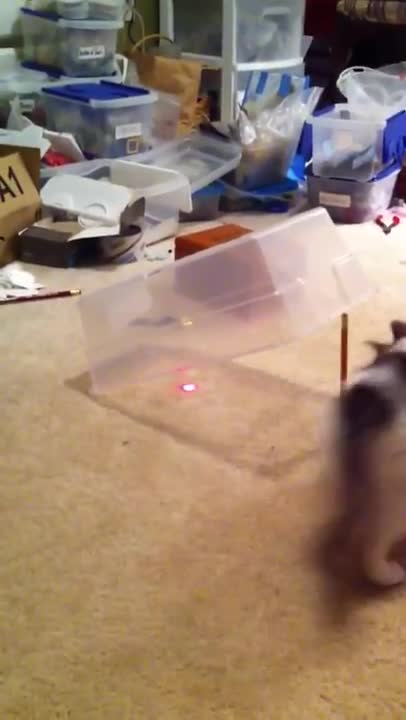 Котка се хваща в капана!