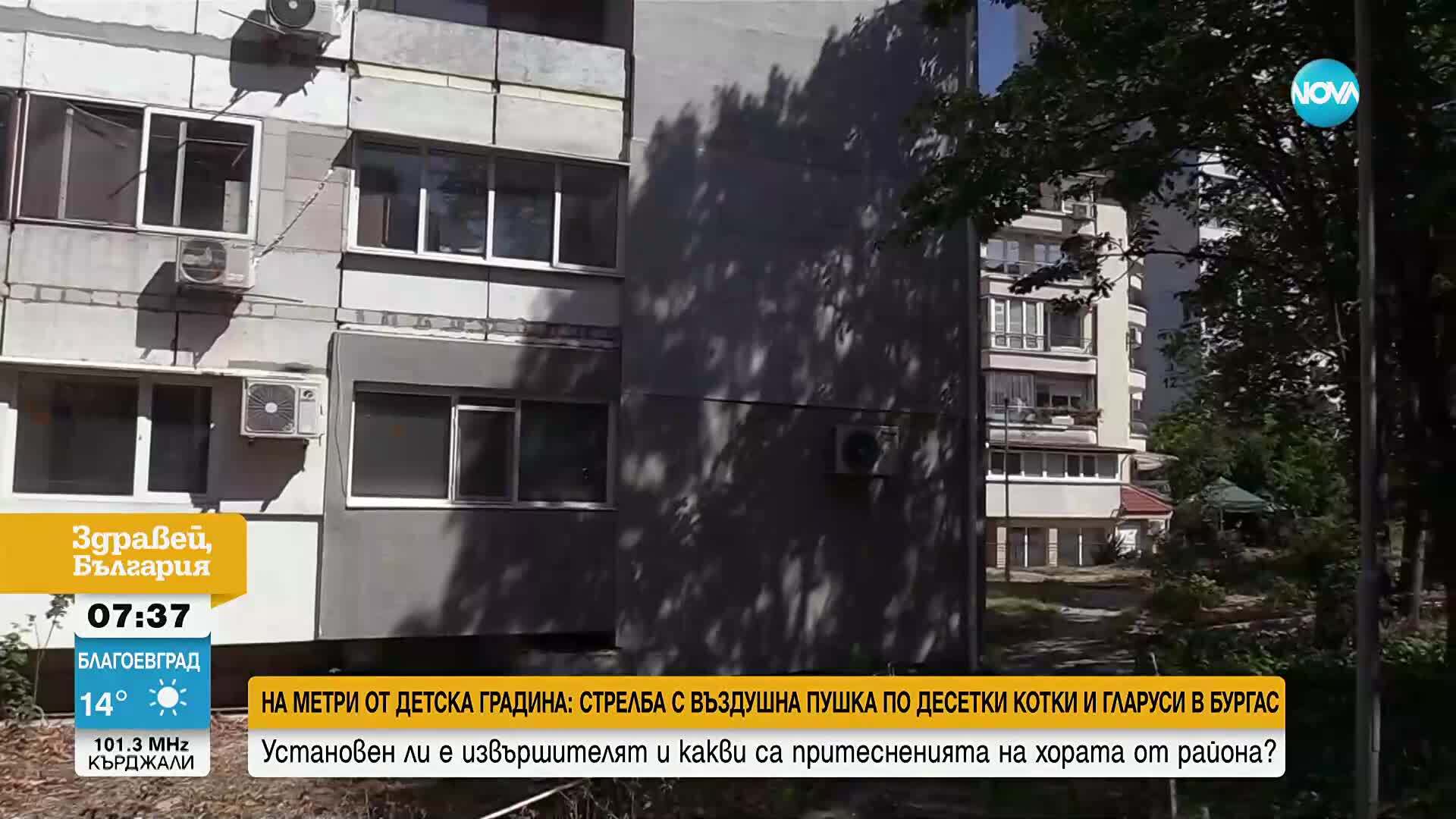 Неизвестен е прострелял десетки котки и гларуси в Бургас