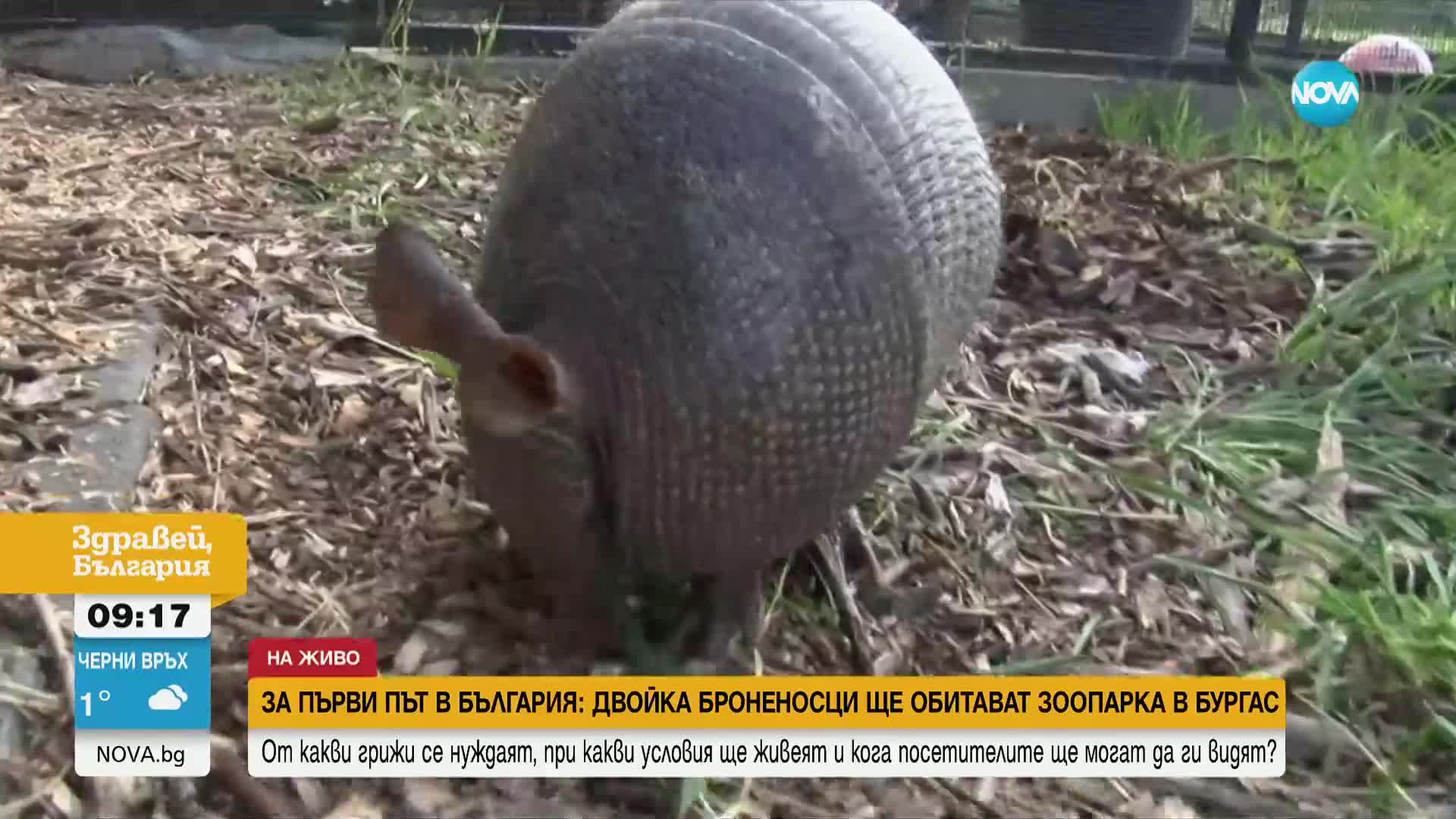 Двойка броненосци са новите обитатели в бургаския зоопарк