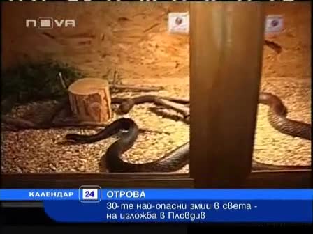 Най - отровните змии в света у нас на изложба в Пловдив 