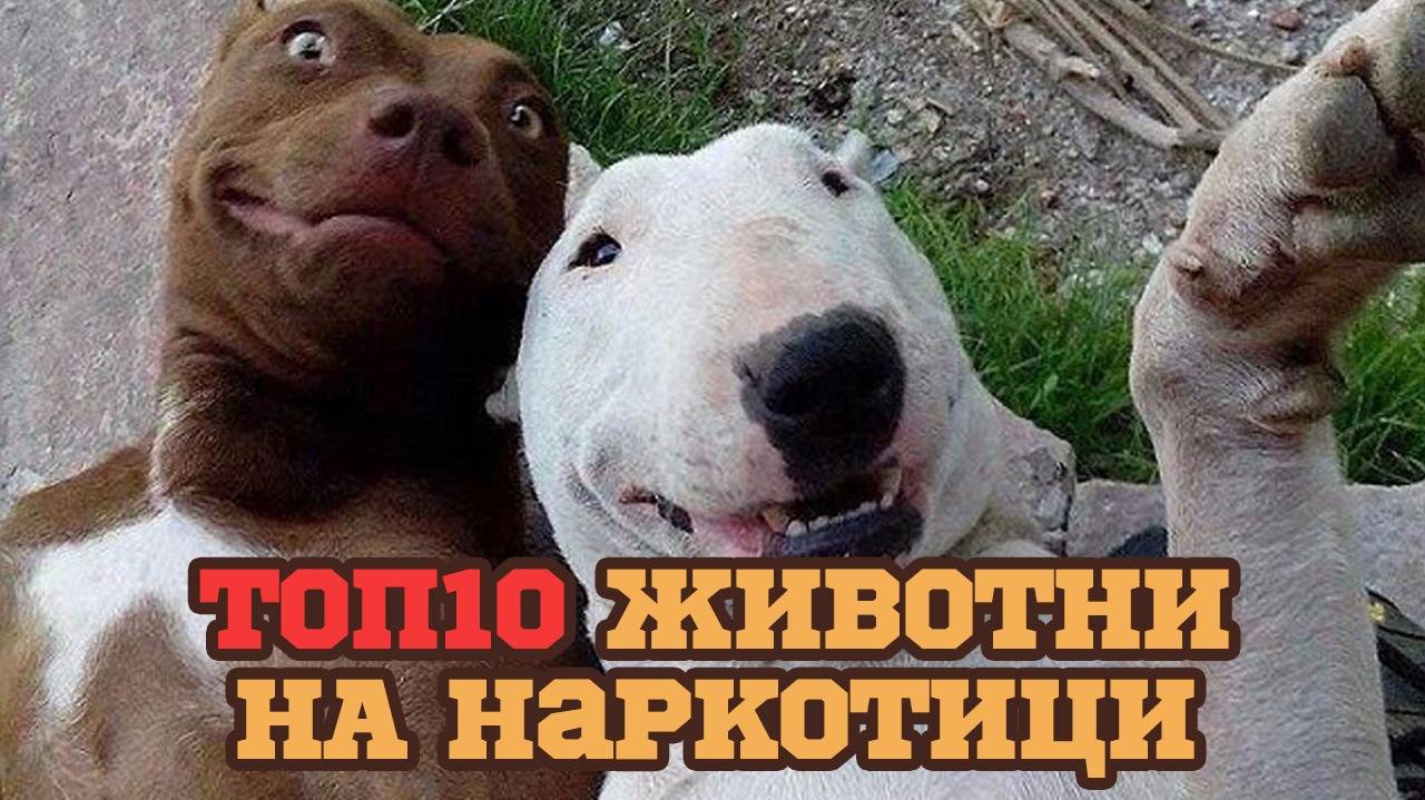 Животни, които взимат наркотици