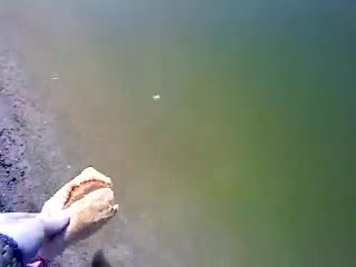 Риба яде хамбургер от ръката на жена! смях!