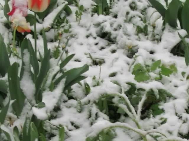 Снежна, априлска пролет в Разград