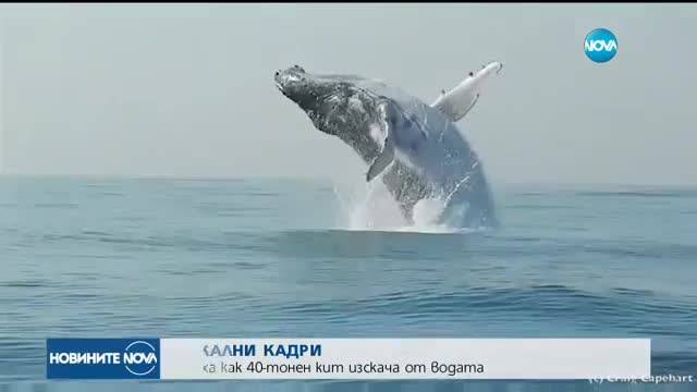 УНИКАЛНИ КАДРИ: Заснеха как 40-тонен кит изскача от водата