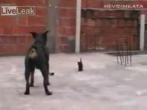 Смело Сърце!
